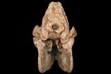 18.2" Running Rhino (Subhyracodon) Skull - South Dakota - #131361-6
